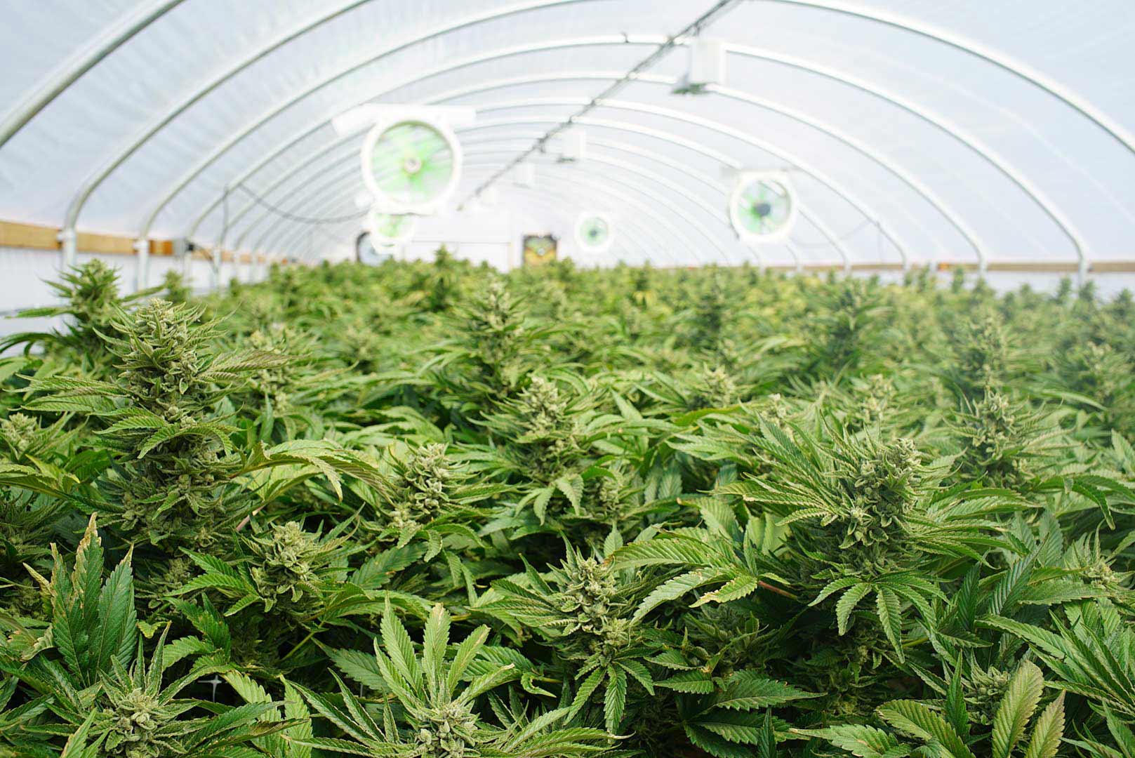 Cultivation